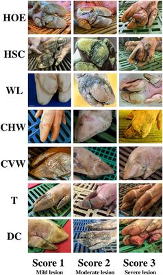 Claw lesion status in Brazilian commercial sow herds from 2013 to 2023